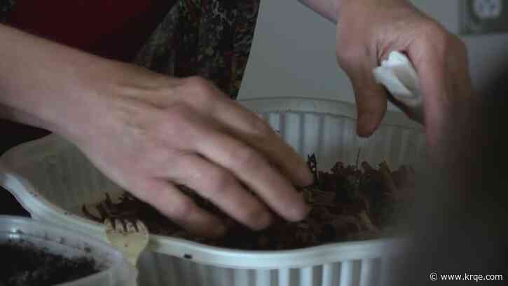 Bernalillo County hosts worm composting workshop