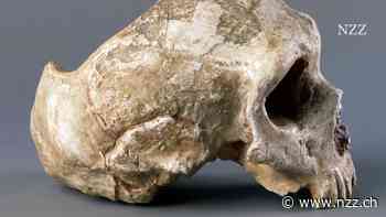 Vom Aussterben der Neandertaler bis zum Untergang des Römischen Reichs: Bakterien und Viren bestimmen den Lauf der Geschichte