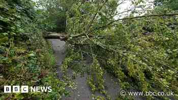 Storm Antoni: Fallen trees block rail lines in Devon and Cornwall