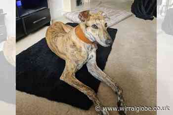 Wirral Globe dog of the week: 'Sweet, fun-loving' Fern