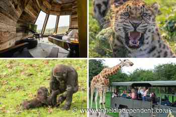 Port Lympne Hotel and Reserve: A safari staycation in Kent near London