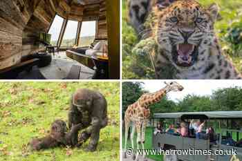 Port Lympne Hotel and Reserve: A safari staycation in Kent near London