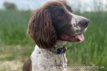 Vet's urgent beach warning to dog owners as pet hospitalised