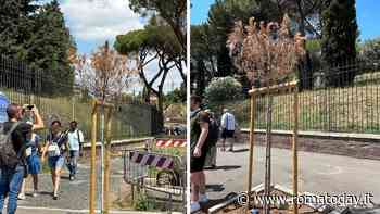 Via di San Gregorio: secchi i giovani pini piantati davanti il foro Palatino