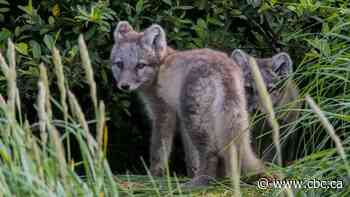 Spying on Arctic foxes from space reveals the species have a green thumb effect on tundra