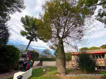 À la découverte des arbres remarquables de Monaco