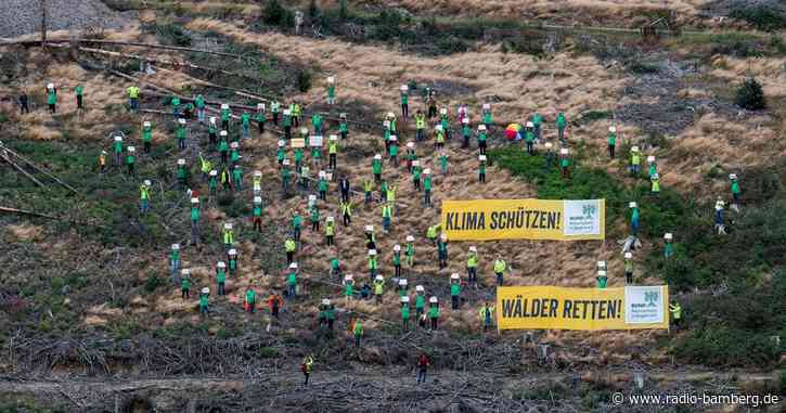 Naturschützer weisen auf Waldsterben hin