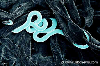 Forget the lantern fly. A mysterious new pest has scientists sounding the alarm.