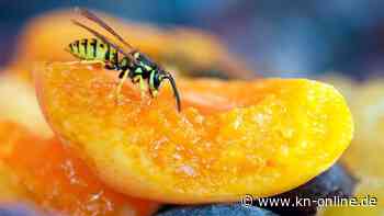 Wespen im Anflug: Wie Sie mit den Störenfrieden richtig umgehen