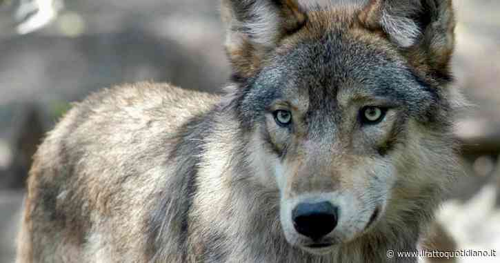 Lupo M237 abbattuto in Ungheria da un bambino: arrestato il padre. L’animale ha percorso il tratto più lungo mai registrato in Europa