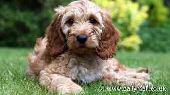 Britain's most popular designer dogs revealed - so do YOU know your Havapoo from your Chiweenie?