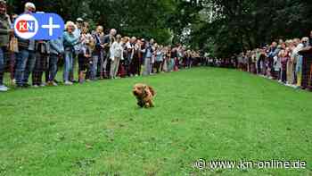 Hunderennen in Probsteierhagen mit Rekordbeteiligung von Hund und Mensch