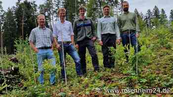 100 Hektar Wald zerstört: Wie Halfinger den Forst retten und „klimafit“ in die Zukunft denken