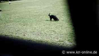 Bern nach Genf: Betagte Hündin legt in der Nacht 160 Kilometer zurück