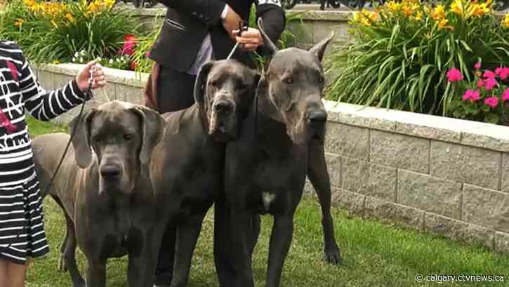 Spruce Meadows goes to the dogs with help from Alberta Kennel Club