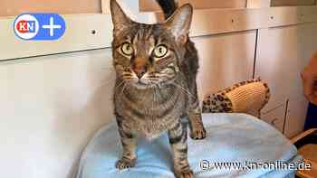 Nach Krisengipfel: Tierheim Kiel bekommt Unterstützung von der Stadt 