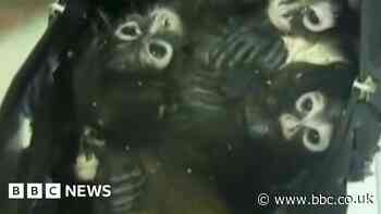 Smuggled spider monkeys found in backpack in Texas