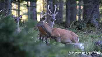 Wildtiere geraten durch „Waldpakt“ noch mehr unter Druck