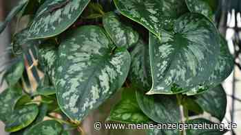 Mit der Efeutute in die Zukunft: Start-Up entwickelt genmodifizierte Luftfilter-Pflanzen