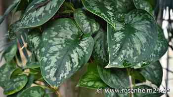 Mit der Efeutute in die Zukunft: Start-Up entwickelt genmodifizierte Luftfilter-Pflanzen