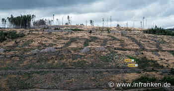 Ludwigsstadt: Naturschützer weisen auf "Waldsterben 2.0" im Frankenwald hin - "Kahle Bäume, kahle Flächen"