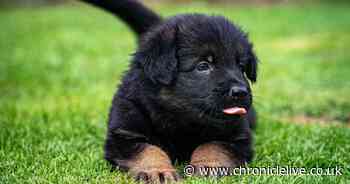 Dog expert issues urgent warning over deadly symptoms to look out for in pets