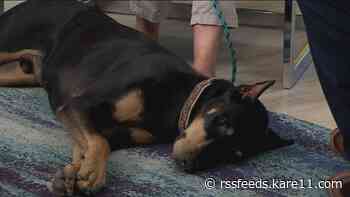 Setting up your dog for obedience success