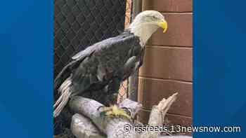 Virginia Living Museum asks for help naming new bald eagle