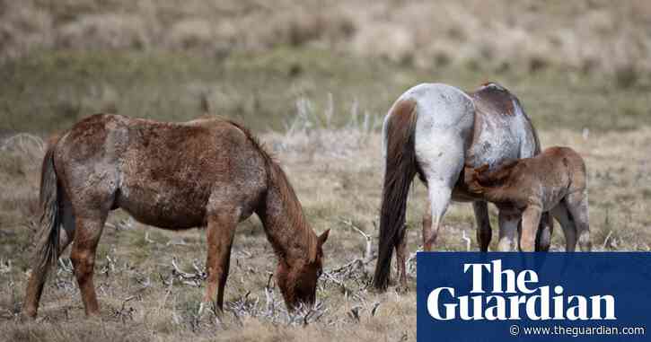 Environmentalists welcome plan to allow aerial shooting of feral horses in Kosciuszko national park