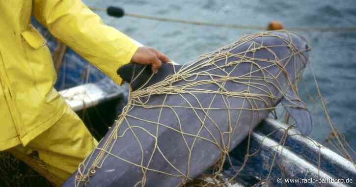 Walfangkommission warnt vor Aussterben der Vaquitas