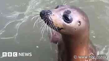 Watch: Friendly seal swims to see Burnham Ferry passengers