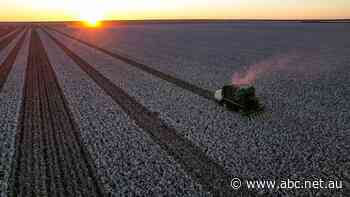 Big funding injection, ambitious deadline for Australian 'first' project to decarbonise cotton growing