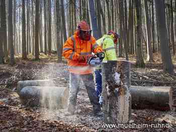 25 Jahre ökologische Forstwirtschaft in Mülheim an der Ruhr