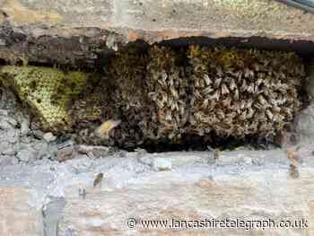 Elmfield Hall, Church, bee colony relocated from wall