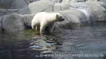 Trägt den Namen Anouk: Eisbärenmädchen im Tierpark Hagenbeck getauft