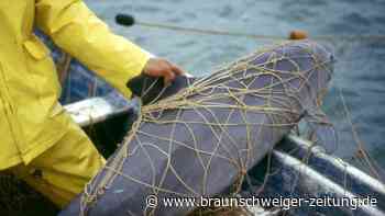 Walfangkommission warnt vor Aussterben der Vaquitas