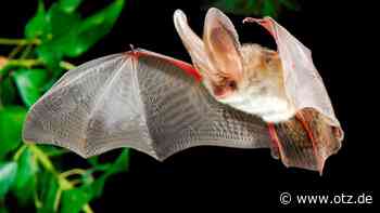 Fledermausnacht im Jenaer Forst