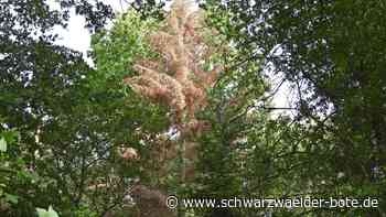 Minister in Bad Wildbad: Wälder an das Klima anpassen
