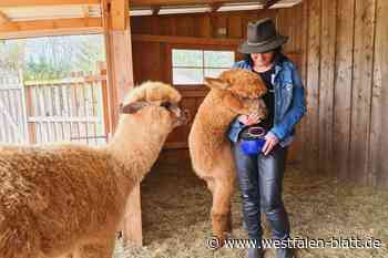 Alpakas beim Bauernmarkt in Ottenhausen