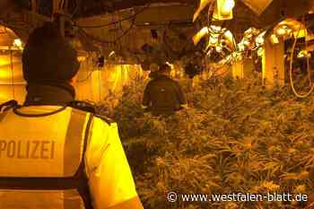 Drogenplantage in Lichtenau-Atteln: Mutmaßlicher Gärtner vor Gericht