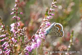 Bioblitz: Heide ist nicht gleich Heide