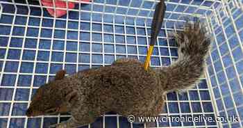 More than 40 RSPCA reports of weapons being used to target and kill wildlife and pets in the North East