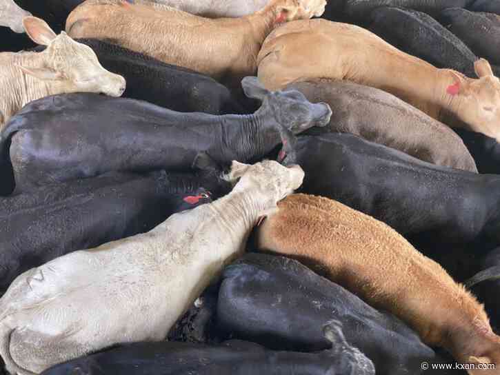 'We'll all be watching that.' What Texas farmers and ranchers are tracking as heat, drought continues