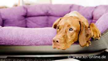 Hund und Katze: So erkennt man bei den Tieren psychische Erkrankungen