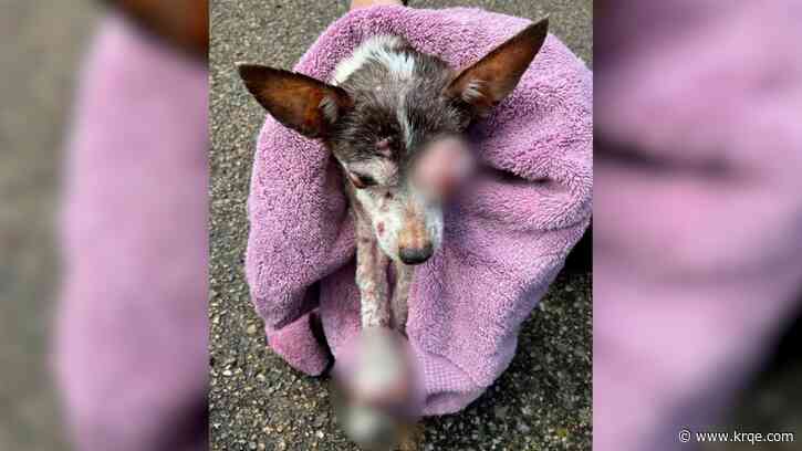 Senior dog covered in tumors may have been dumped at Colorado campsite, officials say