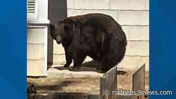 Osa famosa por invadir hogares de California será reubicada en Colorado