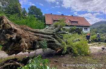 FW-DT: Kastanie gibt Windböe nach