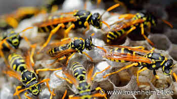 Mann will Wespennest in Wohnung zerstören – Feuerwehr warnt nach Brand