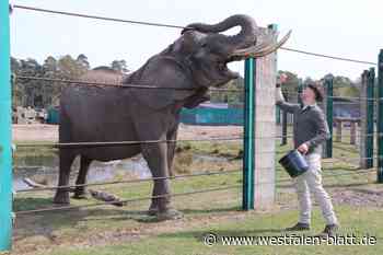 Stukenbrock: Elefanten tollen im Regen wie Kinder