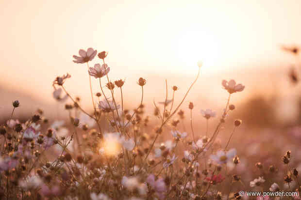 Alta Ski Area Is Currently Bursting With Wildflowers